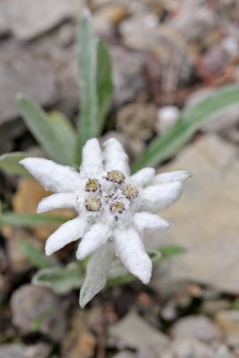 Schnee-Edelweiß (Leontopodium alpinum ssp. nivale)