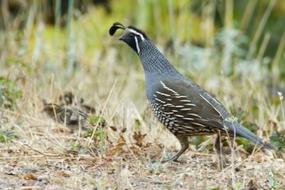 California Quail