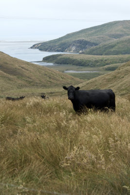 Nice place to be a cow