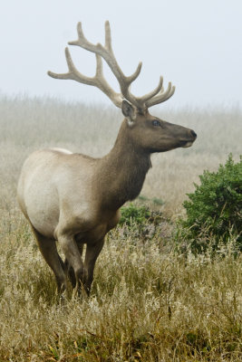 Tule Elk 1