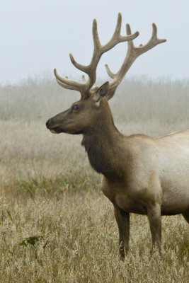 Tule Elk 2