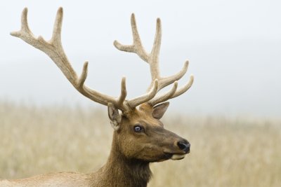 Tule Elk  3