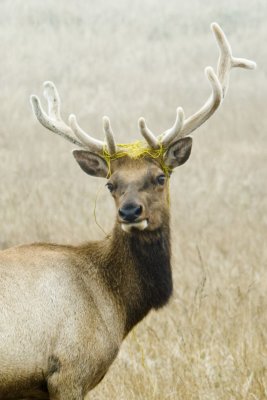 Tule Elk 4