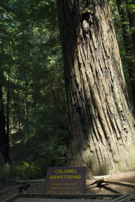 Armstrong Redwood