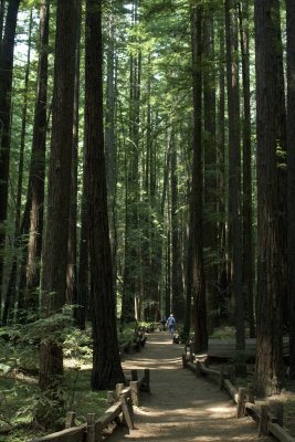 armstrong_redwoods_sp