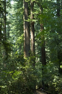 Redwoods 3
