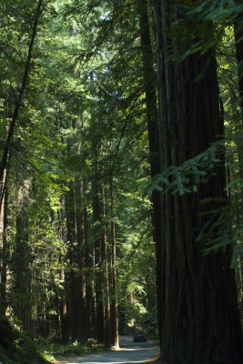 armstrong_redwoods_sp