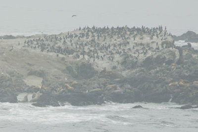 Sea Lions and Birds