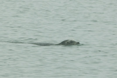 Seal in Bay