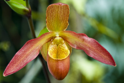 Orchid 3