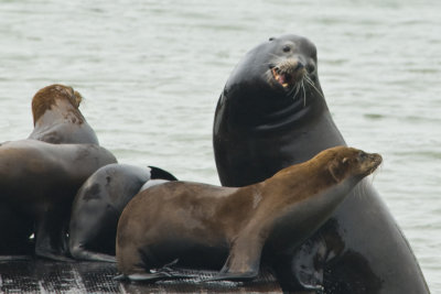 Sea lions 1