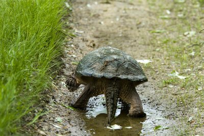 Snapping Turtle