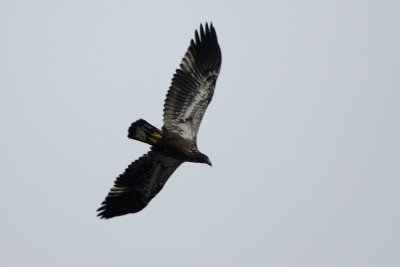 Immature Bald Eagle