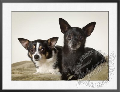 BoguslawskiDogs_8421-edit.jpg