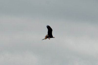 Bald Eagle 04.jpg