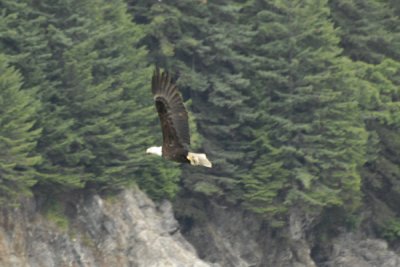 Bald Eagle 25.jpg