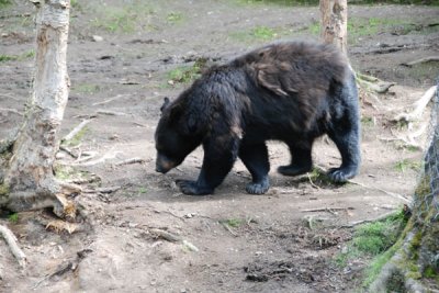 Black Bear 05.jpg