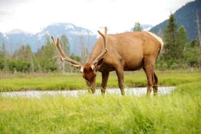 Elk 03.jpg