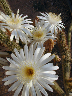 cerus flowers 5.jpg