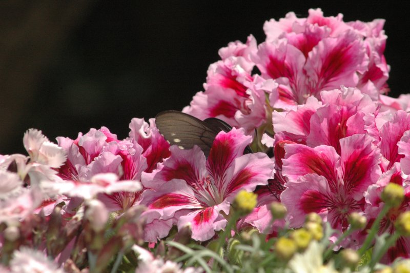 black butterfly on a pelargonium
