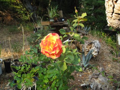 rose in my backyard