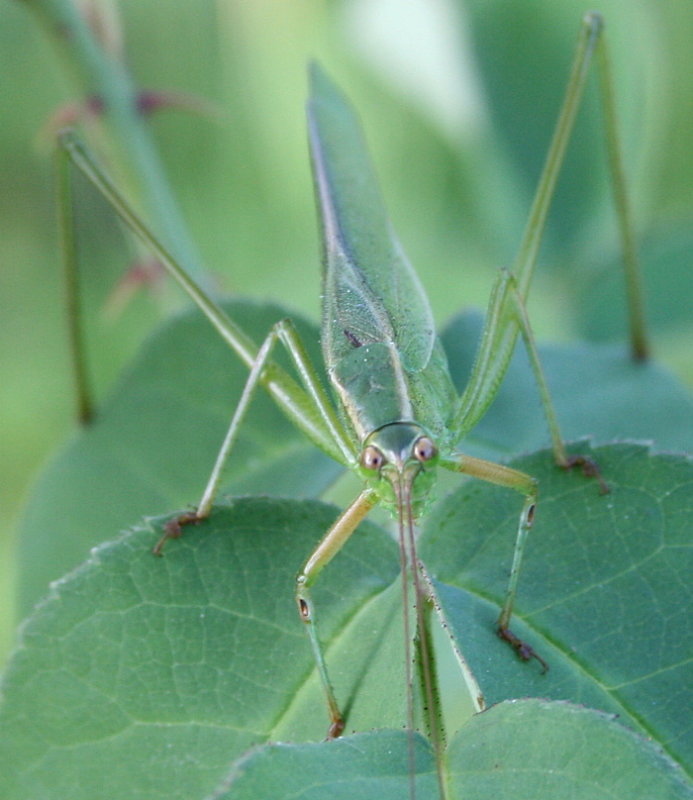 I am a Katydid