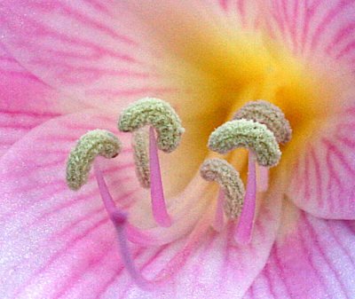 Amaryllis Belladonna Lily
