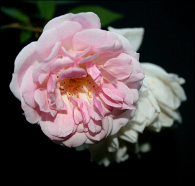 Mystery Rose from an old Rose nursery