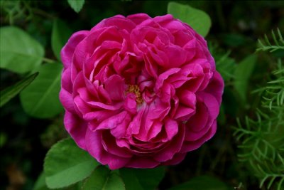David Austin English  Roses II