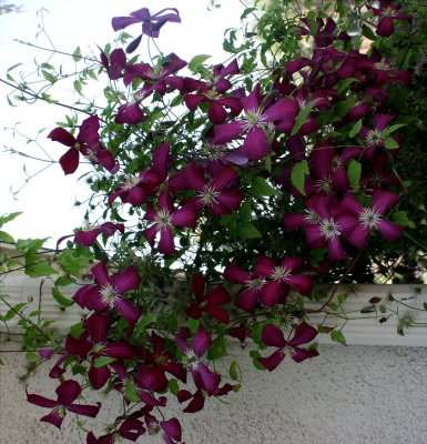  Clematis