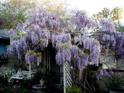 Wisteria in the courtyard