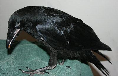 Edgar....Raven  He looks small but  he was about 18 to 20 long with about a 30 wing span
