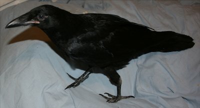 Edgar.....Raven