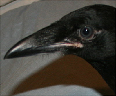 Edgar.....Raven