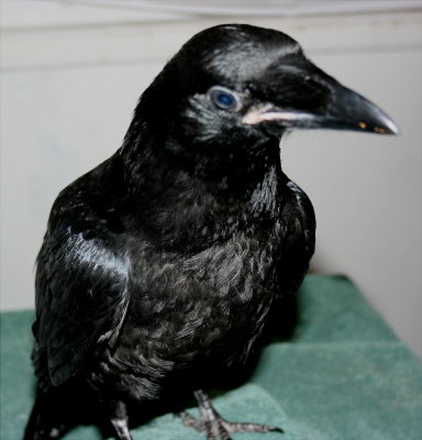 Our Raven for a short time...story time