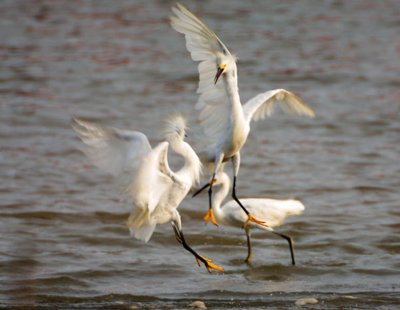 Lesser Egrets