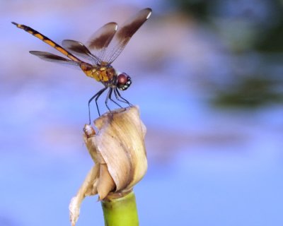 Four Spotted Pennant