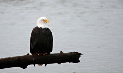 Bald Eagle On a Log