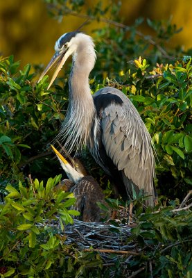 GBH and Chick