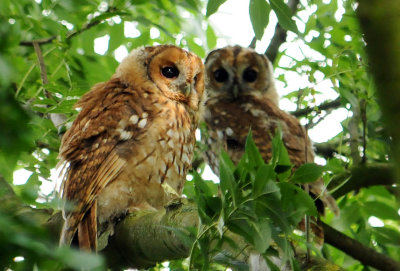 Tawny Owl, Barnwell Country Park, Northampton, Oundle, UK