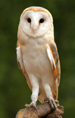 Barn Owl, Fakenham, Norfolk, UK