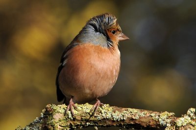 Chaffinch (Male) Barnwell Country Park, Oundle. UK