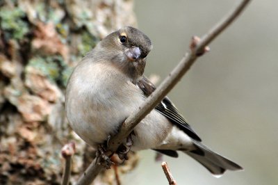 Chaffinch (Female) Barnwell Country Park, Oundle. UK