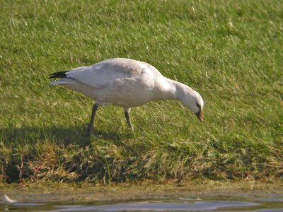 Hybrid Goose