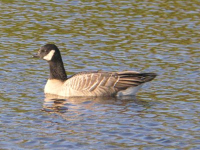 Dakota County, 30 September 2006