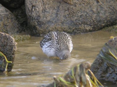 Purple Sandpiper