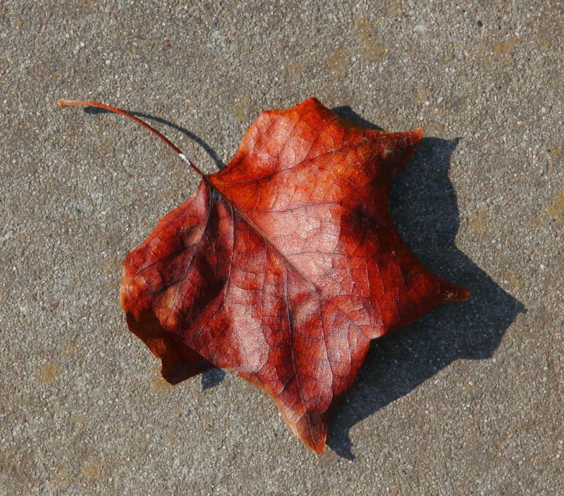 ex red orange leaf on concrete mod.jpg
