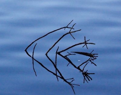 branches in water_MG_7434.jpg