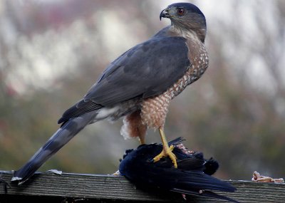 ex hawk with crow on fence mod.jpg