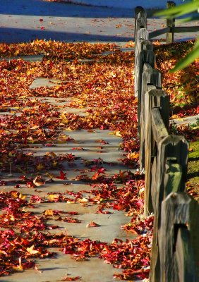 ex  leaves on sidewalk by wooden fence mod.jpg